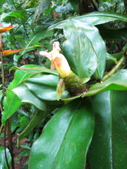 Costus allenii