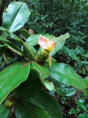 Costus allenii