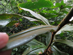 Costus allenii