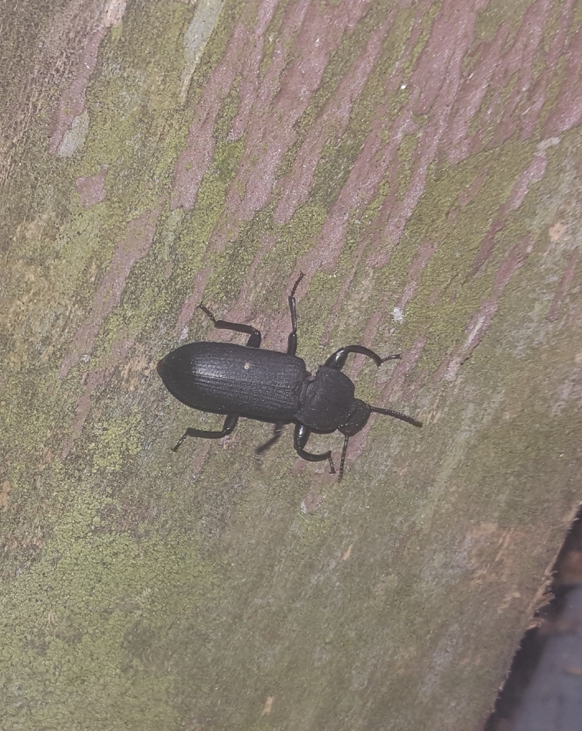 Dark Mealworm Beetle
