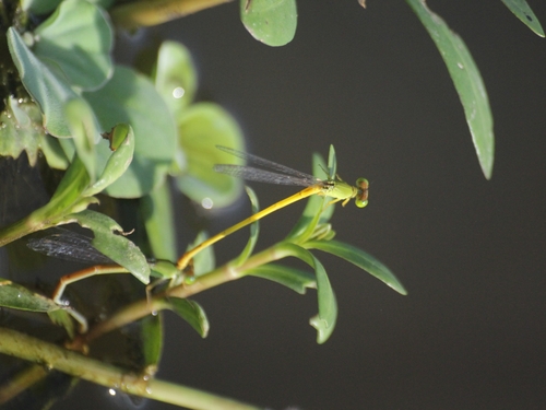 Coromandel Marsh Dart