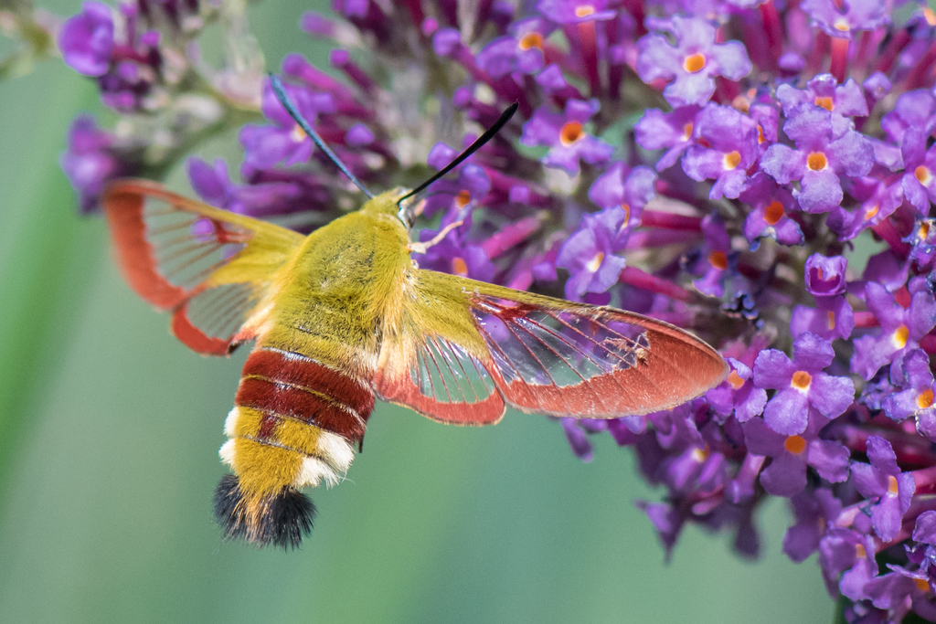 Broad-bordered Bee Hawkmoth
