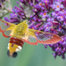 Broad-bordered Bee Hawkmoth - Photo (c) Vit Lukas, some rights reserved (CC BY-NC), uploaded by Vit Lukas
