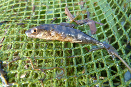 Ninespine Stickleback, Nieuwveense Landen, Meppel, Nederland, photo 6 of 10