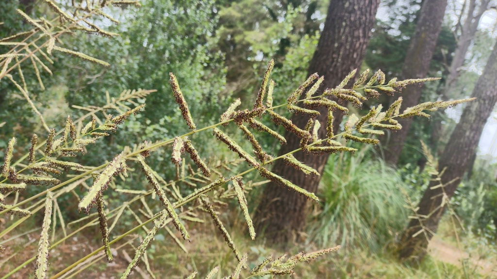 tussock paspalum