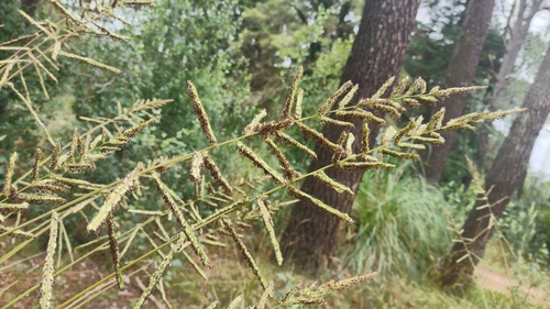 Paspalum quadrifarium