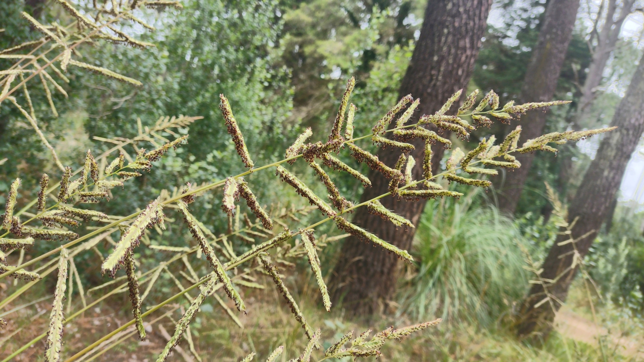 Paspalum quadrifarium