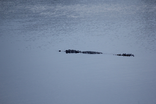 Mugger Crocodile