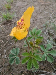 Cochlospermum wrightii