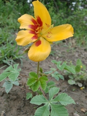 Cochlospermum wrightii