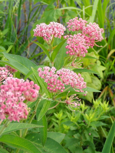 Asclepias incarnata