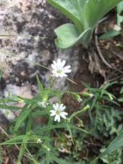 Pseudostellaria jamesiana