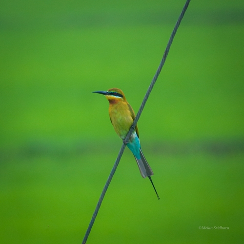 Blue-tailed Bee-eater
