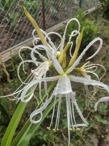 Ismene longipetala, photograph 2