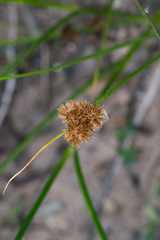 Carex athrostachya