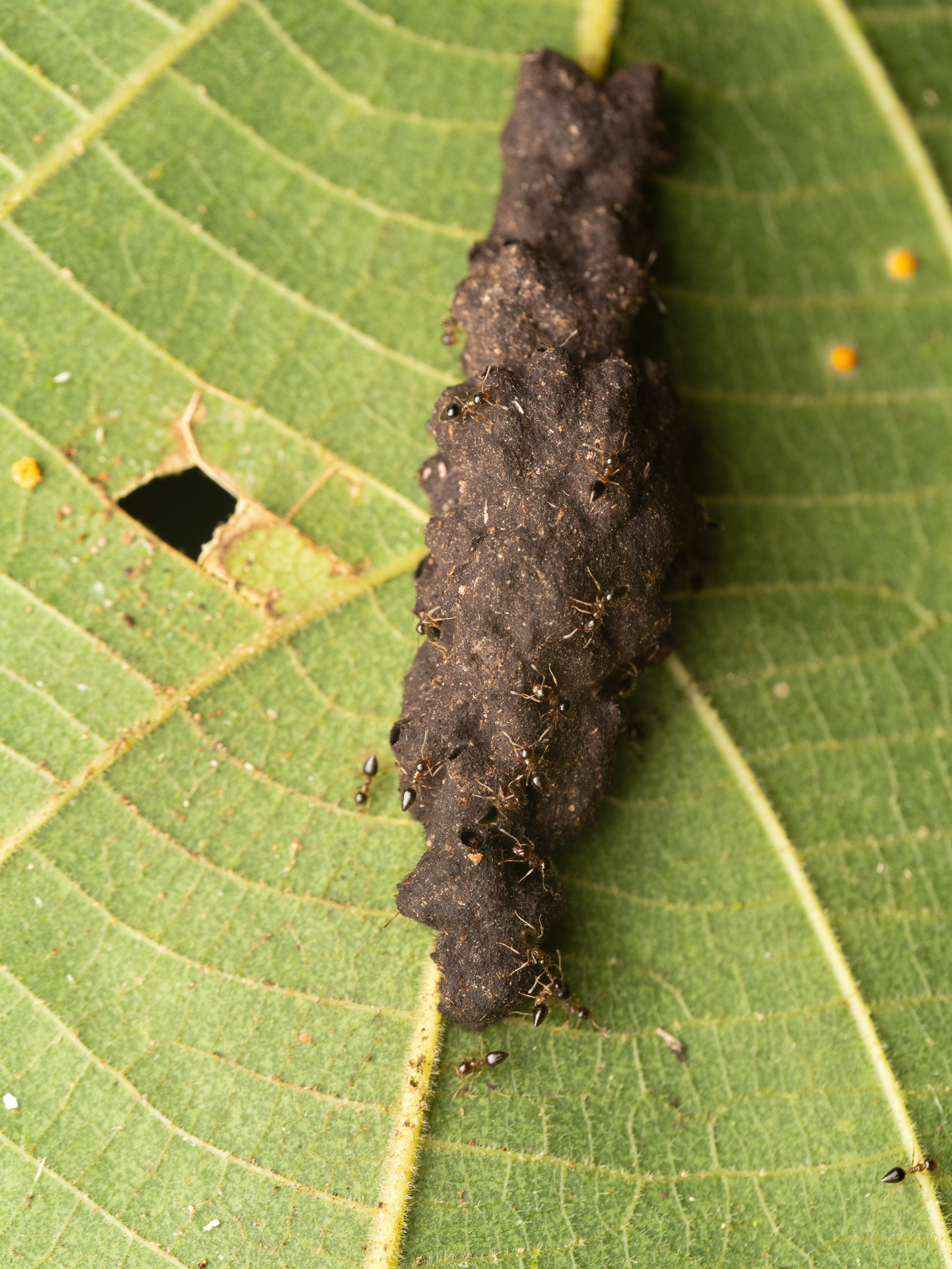 Technomyrmex strenuus