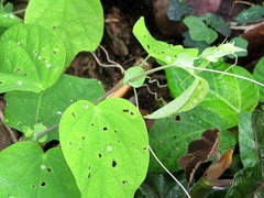 Passiflora oerstedii