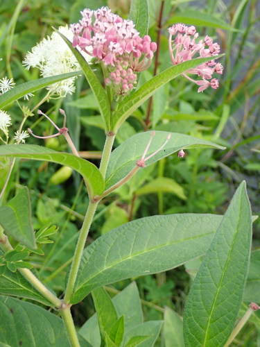 Asclepias incarnata