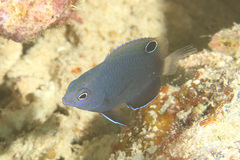 Burrough's Damsel photo 2