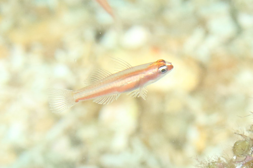 Twostripe pygmy goby (Eviota bifasciata) — Gobiidae — 3