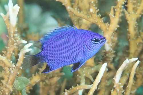 Blue damsel (Chrysiptera cymatilis) — Pomacentridae — 3