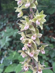 Epipactis purpurata
