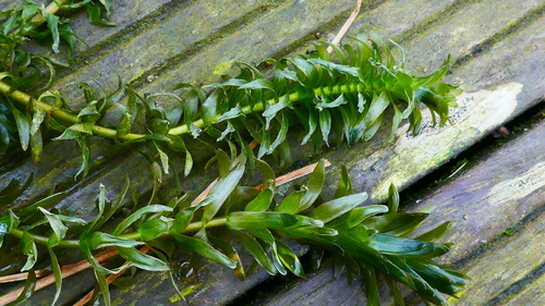 Image of Elodea densa by no rights reserved