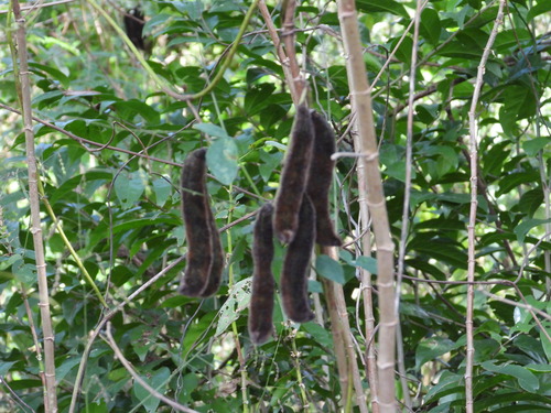 Image of Mucuna pruriens by (c) Sebastián de Jesús Herrera Buenfil, some rights reserved (CC BY)