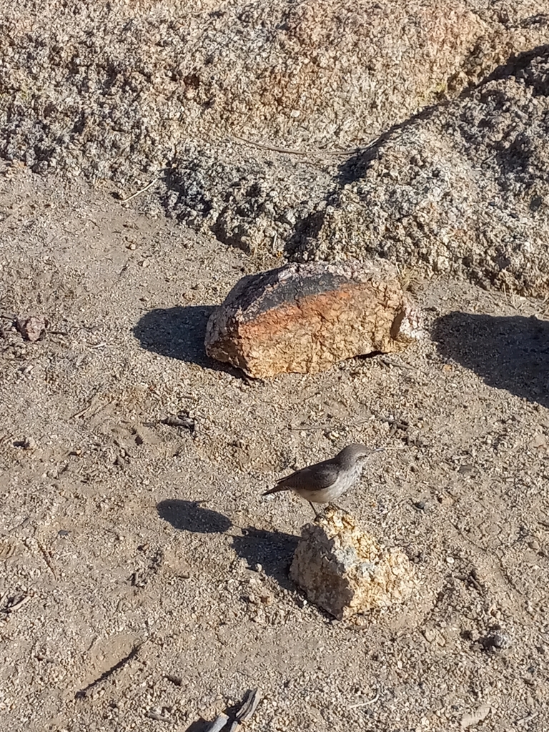 Rock Wren from Riverside County, CA, USA on December 23, 2024 at 12:30 ...