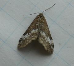 Perizoma alchemillata