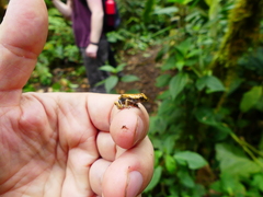 Dendropsophus carnifex