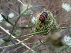 Graphosoma lineatum siciliensis