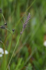 Festuca vivipara