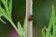 Cryptocephalus anticus