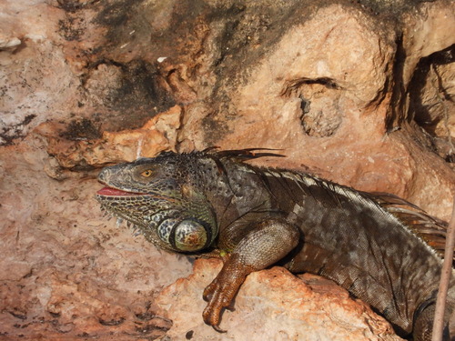 Iguana verde