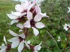 Boykinia richardsonii