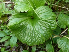 Boykinia richardsonii