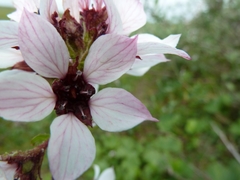 Boykinia richardsonii