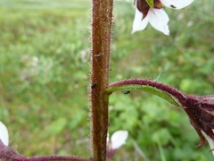 Boykinia richardsonii