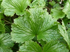 Boykinia richardsonii