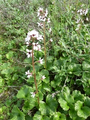 Boykinia richardsonii