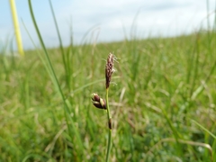 Carex rariflora