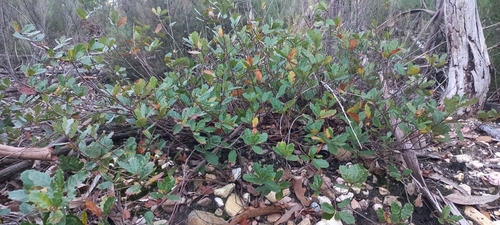 Image of Quercus lusitanica by (c) Mário Barreira, some rights reserved (CC BY)