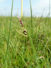 Carex rariflora