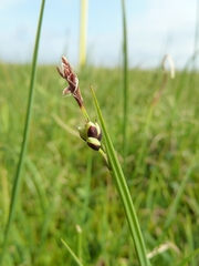 Carex rariflora