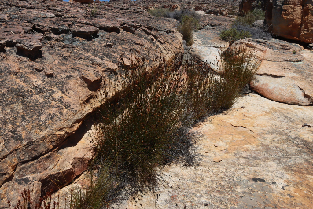 Askidiosperma capitatum (Askidiosperma capitatum)