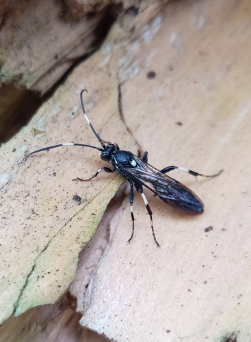 Orgichneumon calcatorius