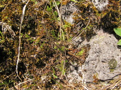 Chaerophyllum novae-zelandiae