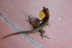Anolis luciae