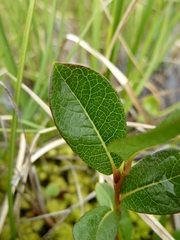 Salix fuscescens